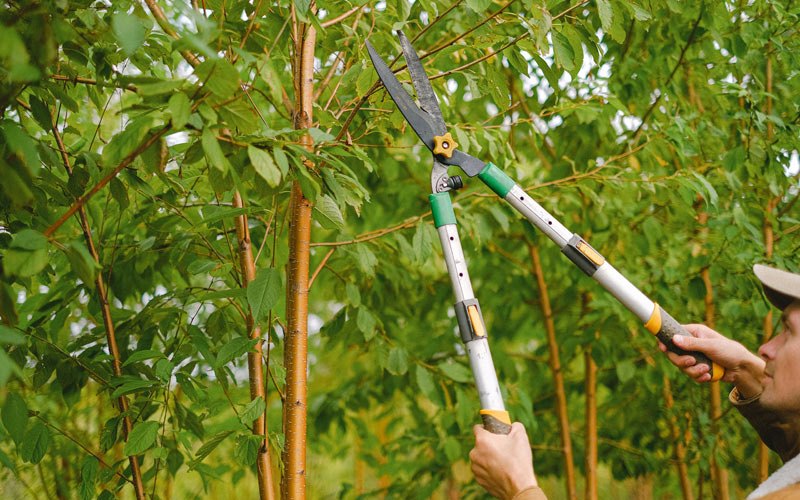 Tree trimming in Scandinavia, WI