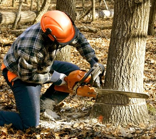 Tree Removal in Scandinavia, WI